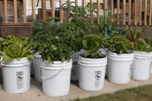 15 Vegetables to Grow in 5 Gallon Buckets